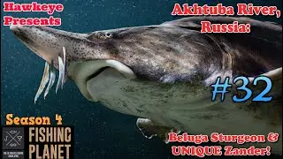 Fishing Planet #32 - S4 | Akhtuba River, Russia: Beluga Sturgeon & UNIQUE Zander!
