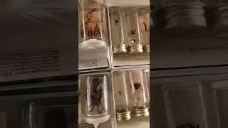 Adelaide Museum - Spiders and Scorpions #museum #adelaide #spider