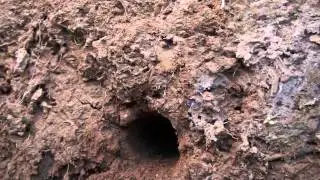 Gold Coin Test-Golden Mask 4WD with 12'' Spider Coil