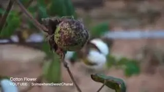Somewhere Sweet : Cotton Flower