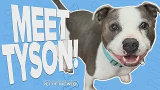 Pet Rescue of the Week: Tyson