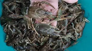 Китайские раколовки! Самая простая и дешёвая снасть для ловли раков!