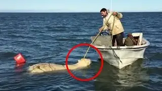 Белый медведь прeслeдовал человeка в лодке. То что случилось дальше поражает!