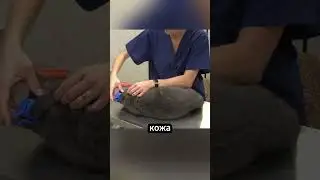 Уникальный метод успокоения кошек 😺✨ 
