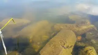 Мальки чебачков