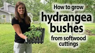 How to Propagate All Summer Beauty Hydrangea From Cuttings