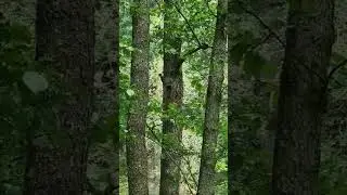 А вы слышали, как поёт дятел?
