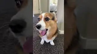 DOGS AT THE VET! 