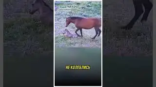 Лошадь мать, Самая жестокая схватка в природе! #новости