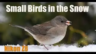 Photographing Small Back Yard Birds  with the Nikon Z8  70-200 2.8 and  2X Converter