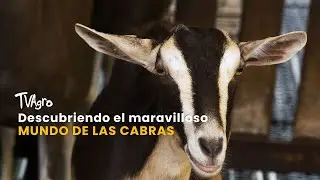 Descubriendo el maravilloso mundo de las cabras- TvAgro por Juan Gonzalo Angel Restrepo