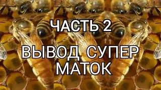 ВЫВОД МАТОК, УНИКАЛЬНЫЙ МЕТОД  ЧАСТЬ 2