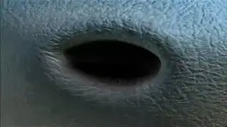 [Nasal] Dinosaur sniffs up fly (II)