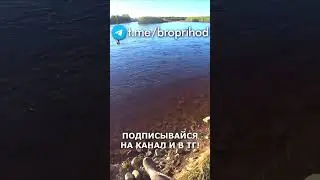 Поклёвка, она самая) #рыбалка #fishing #рыба #река #лето #братьяПриходько #удочка #хариус