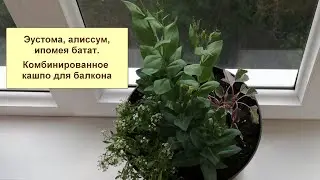 Цветы на балконе. Алиссум, эустома, ипомея батат.  Посадка в кашпо.