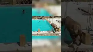 Dirty Cow Fell in The Pool