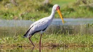 Crane Bird Sound Ringtone ।। Crane Bird Sound Effect । Crane Bird Voice Ringtone