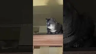 #pets #cat #catfunny #funny #shorts