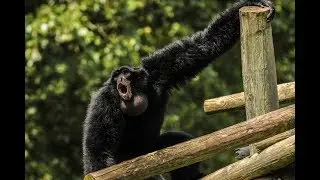 Siamang Call