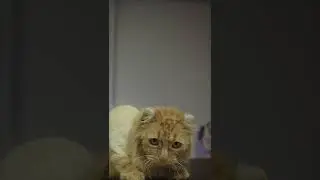 МУЖЧИНА СПАС КОТЁНКА, КОТОРЫЙ ОСТАЛСЯ НА УЛИЦЕ / ПРИЮТИЛ КОТА / man saved kitten