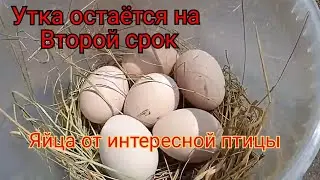 Утка на необычных яйцах. Как оставить утку на второй срок высиживания.