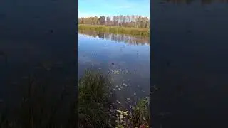 ЛОВЛЯ ЩУКИ НА РАДИОУПРАВЛЯЕМЫЙ КАТЕР С ЖИВЦОМ. 