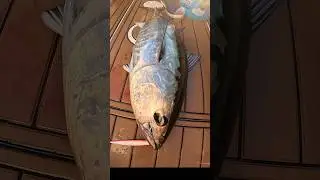 Big Tuna vs. Little Tuna 