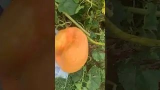 1000 pound pumpkin by Halloween?🎃