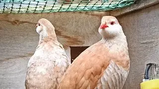 Кабкчуча Чучаи имсола пароди Узбекистан😊Keklik куропатка