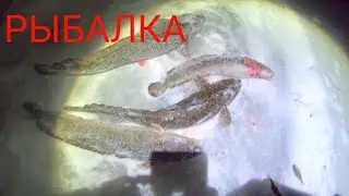 Охота на змей. Рыбалка на налима. р.Кама.