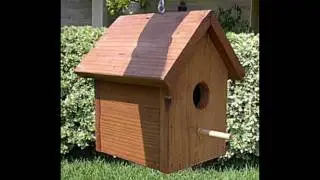 SCTA presents - How to help birds
