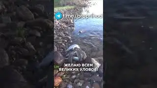 Хороший улов) #рыбалка #fishing #рыба #река #лето #братьяПриходько #удочка #хариус