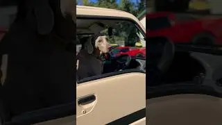 Farm dogs taking over #keitruck #farmdogs #minitruck #funny
