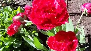 Мои тюльпаны в горшках 🌷🌷🌷Для меня одни плюсы такой посадки🌷🌷🌷