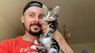 Котенок Персик вытворяет такое, что хоть стой хоть падай