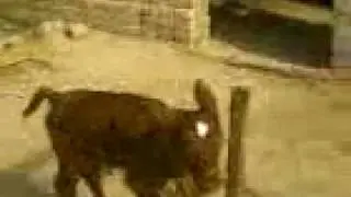 small bull video