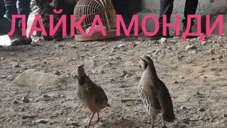 ҶАНГИ КАБГИ ШИКОРИ БО КАБГИ СУРАК 18 ПАНҶАҲ ЗАДАН( 05 03 2021)