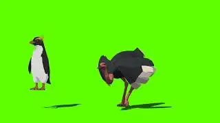 Green Screen Ostrich and Penguin | Green Screen cartoon | @syedashahtv