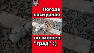 Погода пасмурная возможен "Град" ;)#shorts