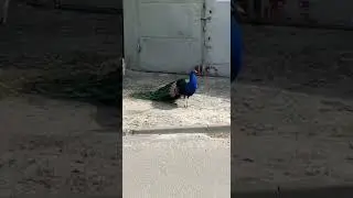 Потягуські від павліна