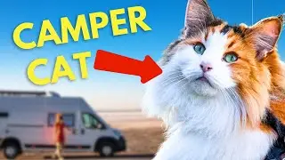 We Tried Camping With Cats - Here's The Truth About Vanlife With Pets