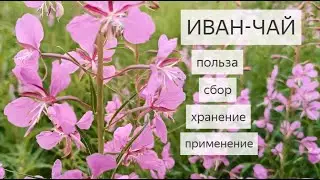 Иван-Чай для Здоровья Польза Сбор Хранение и Применение