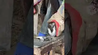 Great, use a sharp knife to trim the donkey's hooves!丨ASMR丨Donkey hoof cutting sound