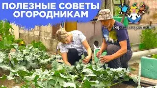 Полезные советы огородникам | Барышня-крестьянка | Как улучшить свое хозяйство