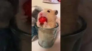 Это только что случилось — новые приколы 2025 с котиками и собаками, которые уже собирают миллионы