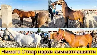 СУРХОНДАРЁ ОТ БОЗОРИ САРИОСИЁ ПАЙШАНБА