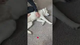 День 32-й🤘Челлендж!😃100,000 Подписчиков для❤️Тортика 