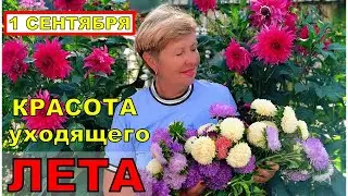 Лучшие уголки нашего сада в сезоне 2024. Обзор сада на 1 сентября.