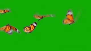 Real butterflies flying green screen