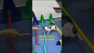 🐱Котенка Научили Заново Ходить😻 